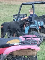 Black male, a male Doberman Pinscher for sale in Corinth, MS – Photo 3 of 7