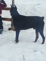 Black male, a male Doberman Pinscher for sale in Corinth, MS – Photo 7 of 7