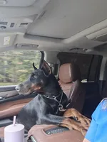 Black male, a male Doberman Pinscher for sale in Corinth, MS – Photo 4 of 7