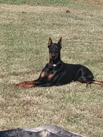 Black male, a male Doberman Pinscher for sale in Corinth, MS – Photo 5 of 7