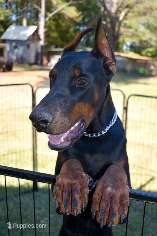 Black male, a male Doberman Pinscher for sale in Corinth, MS – Photo 1 of 7