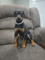 Black female (Last one), a female Doberman Pinscher for sale in Corinth, MS – 8 of 8