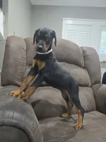 Black female (Last one), a female Doberman Pinscher for sale in Corinth, MS – 3 of 8