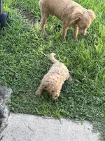 Mini Goldendoodle , a male Miniature Goldendoodle for sale in Winter Haven, FL – 3 of 6