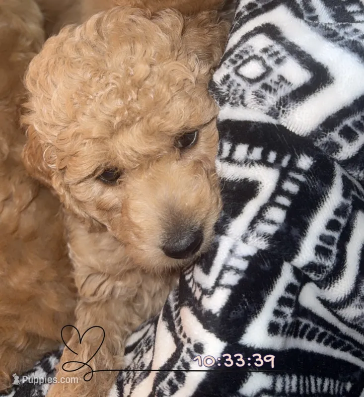 Mini Goldendoodle  – Miniature Goldendoodle puppy for sale in Winter Haven, FL