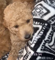 Mini Goldendoodle , a male Miniature Goldendoodle for sale in Winter Haven, FL – 1 of 6