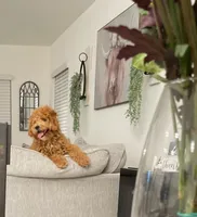 Mini Goldendoodle , a male Miniature Goldendoodle for sale in Winter Haven, FL – 6 of 6