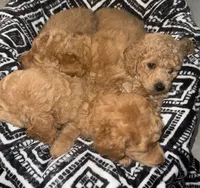 Mini Goldendoodle , a male Miniature Goldendoodle for sale in Winter Haven, FL – 2 of 6