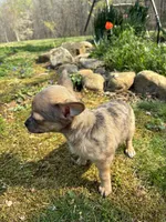 Charlie, a male Chihuahua for sale in Wildwood, GA – Photo 6 of 10