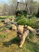 Charlie, a male Chihuahua for sale in Wildwood, GA – Photo 7 of 10