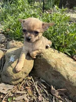 Charlie, a male Chihuahua for sale in Wildwood, GA – Photo 2 of 10