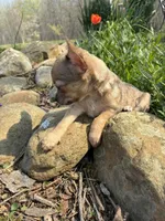 Charlie, a male Chihuahua for sale in Wildwood, GA – Photo 3 of 10