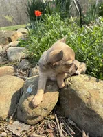 Charlie, a male Chihuahua for sale in Wildwood, GA – Photo 4 of 10