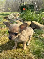 Charlie, a male Chihuahua for sale in Wildwood, GA – Photo 5 of 10