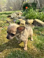 Charlie, a male Chihuahua for sale in Wildwood, GA – Photo 8 of 10