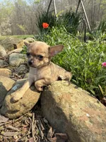 Charlie, a male Chihuahua for sale in Wildwood, GA – Photo 1 of 10