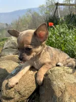 Charlie, a male Chihuahua for sale in Wildwood, GA – Photo 9 of 10