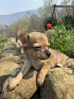 Charlie, a male Chihuahua for sale in Wildwood, GA – Photo 10 of 10