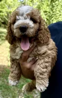 Aniken, a male Cockapoo for sale in Fort Collins, CO – 2 of 2