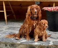 Astra, a female Cockapoo for sale in Fort Collins, CO – 2 of 2