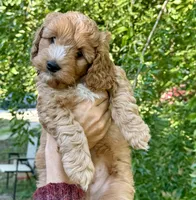 Astro, a male Cockapoo for sale in Fort Collins, CO – 2 of 2