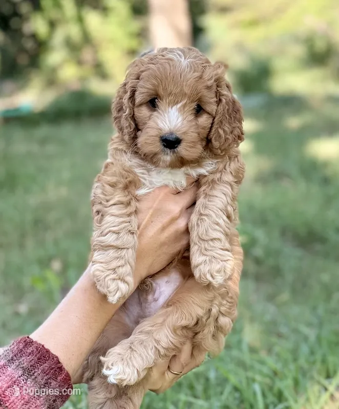 Astro – Cockapoo puppy for sale in Fort Collins, CO