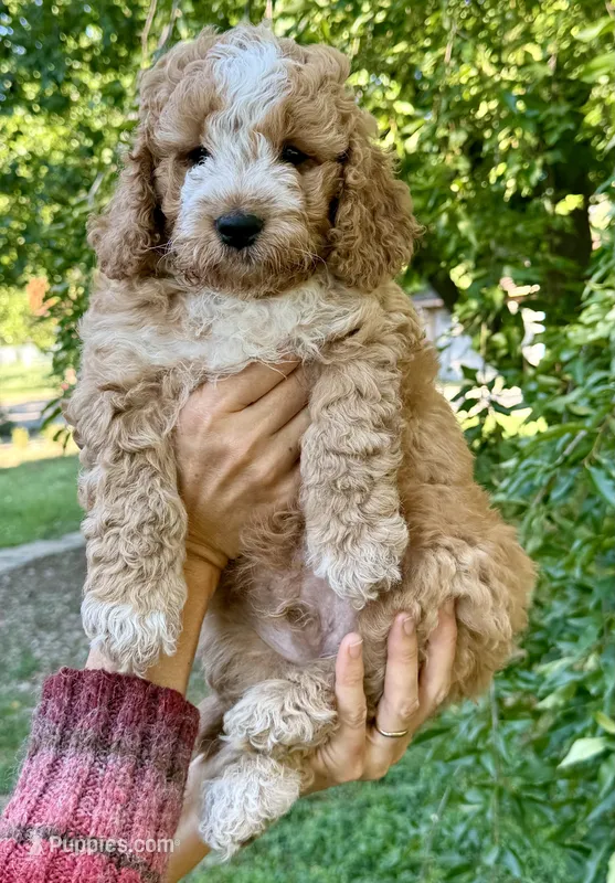Aniken – Cockapoo puppy for sale in Fort Collins, CO