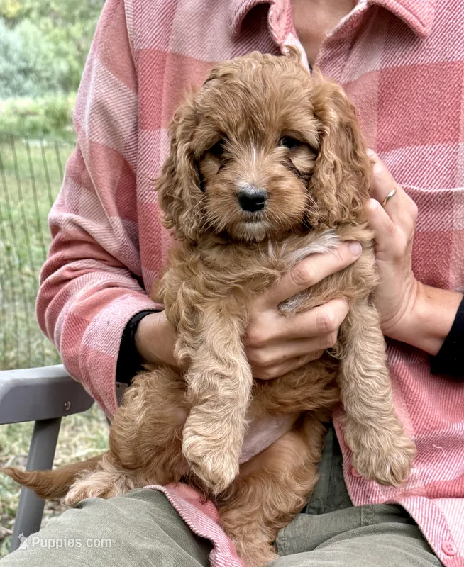 Astra – Cockapoo puppy for sale in Fort Collins, CO