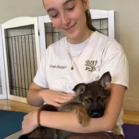 Abby, a female German Shepherd Dog for sale in Fort Collins, CO – Photo 3 of 5