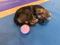 Abby, a female German Shepherd Dog for sale in Fort Collins, CO – Photo 5 of 5