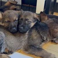 Abby, a female German Shepherd Dog for sale in Fort Collins, CO – Photo 2 of 5