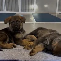 Abby, a female German Shepherd Dog for sale in Fort Collins, CO – Photo 1 of 5