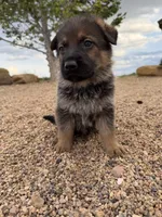 Dark blue , a male German Shepherd Dog for sale in Fort Collins, CO – 6 of 10