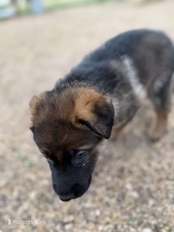 Dark blue  – German Shepherd Dog puppy for sale in Fort Collins, CO