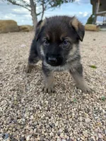 Green, a male German Shepherd Dog for sale in Fort Collins, CO – 2 of 7