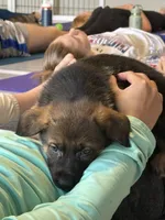 Remi, a female German Shepherd Dog for sale in Fort Collins, CO – Photo 2 of 3