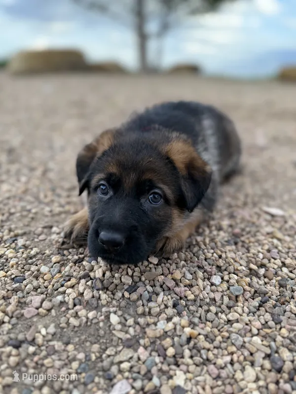 Dark pink  – German Shepherd Dog puppy for sale in Fort Collins, CO
