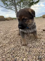 Dark blue , a male German Shepherd Dog for sale in Fort Collins, CO – 8 of 10