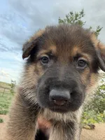 Dark blue , a male German Shepherd Dog for sale in Fort Collins, CO – 3 of 10