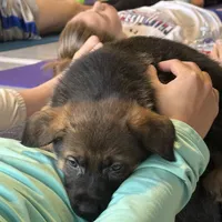 Willow, a female German Shepherd Dog for sale in Fort Collins, CO – Photo 2 of 4