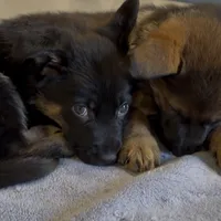 Willow, a female German Shepherd Dog for sale in Fort Collins, CO – Photo 3 of 4