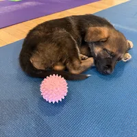 Willow, a female German Shepherd Dog for sale in Fort Collins, CO – Photo 1 of 4