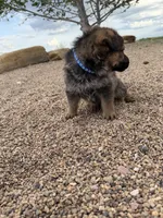 Dark blue , a male German Shepherd Dog for sale in Fort Collins, CO – 10 of 10