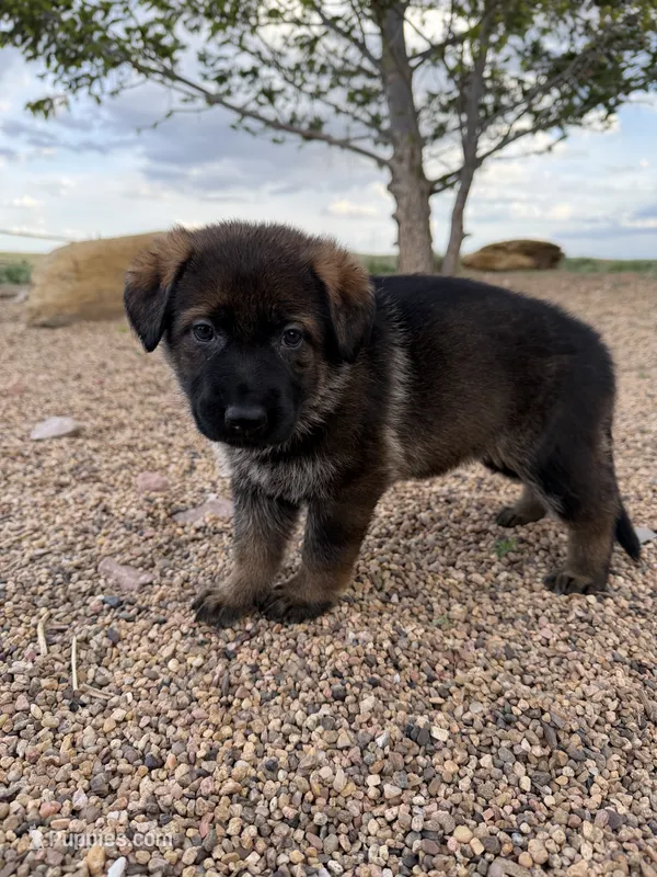 Light pink  – German Shepherd Dog puppy for sale in Fort Collins, CO