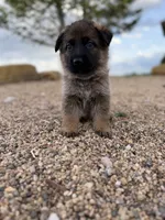 Light blue , a female German Shepherd Dog for sale in Fort Collins, CO – 3 of 9