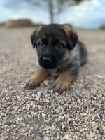 Dark pink , a female German Shepherd Dog for sale in Fort Collins, CO – 2 of 5