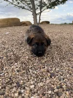 Light blue , a female German Shepherd Dog for sale in Fort Collins, CO – 7 of 9