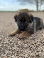Dark pink , a female German Shepherd Dog for sale in Fort Collins, CO – 3 of 5