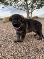 Light pink , a female German Shepherd Dog for sale in Fort Collins, CO – 3 of 6