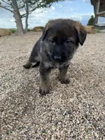 Light pink , a female German Shepherd Dog for sale in Fort Collins, CO – 2 of 6